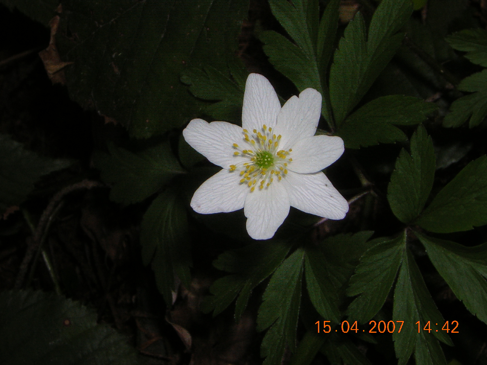 DSCN5724.JPG